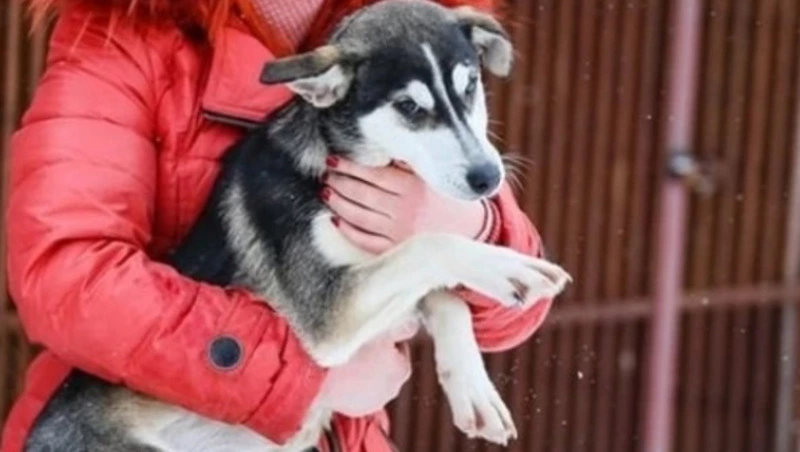 Законопроект, призванный сократить количество бродячих собак на Сахалине, примут до конца года