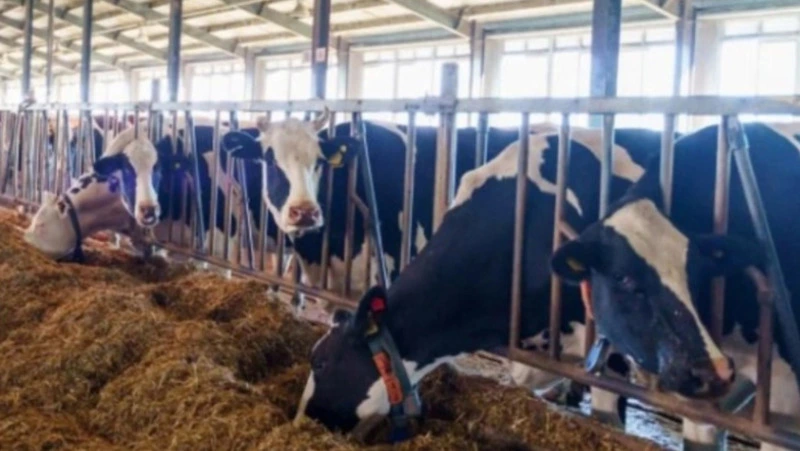 Завод в Троицком ежесуточно производит 50 тонн молока