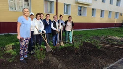 В сквере за ЗАГСом посадили кусты спиреи