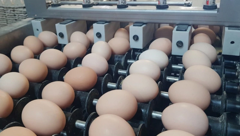 Яйца от сахалинской птицефабрики начали поступать в продажу