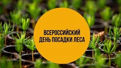Всероссийский день посадки леса 2025: картинки и открытки к празднику