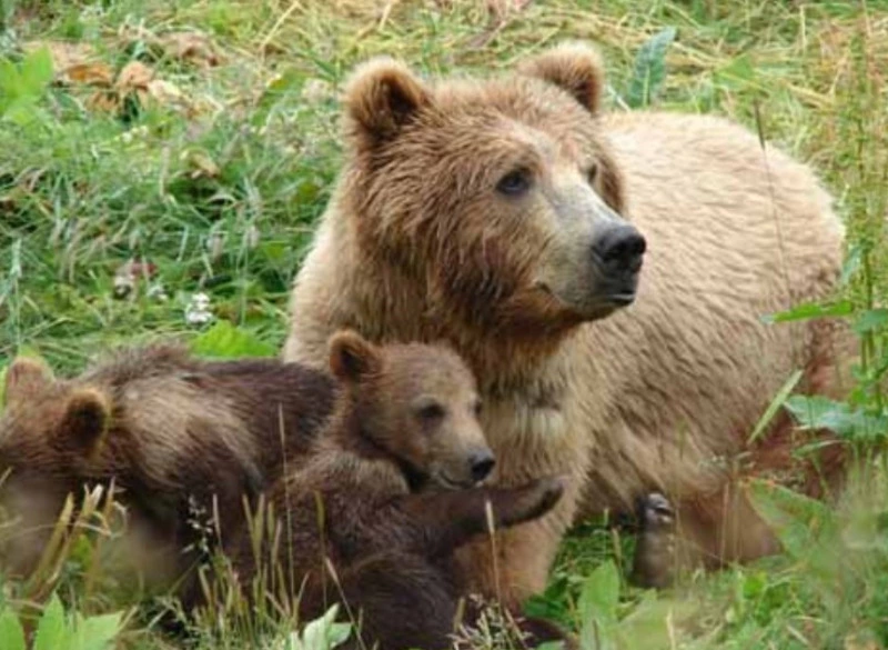 Ситуация с медведями в Сахалинской области оценивается напряжённой