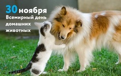 Всемирный день домашних животных 2024: милые картинки и открытки 