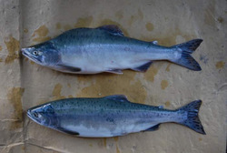 Добычу лосося запретили на трёх участках вокруг Сахалина