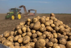 Островные аграрии убирают урожай картофеля