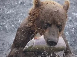 Медведи на безрыбье