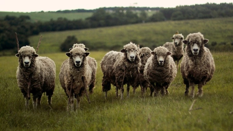 Народные приметы на 15 сентября 2024: поверья, что нельзя делать в день Мамонтия