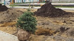 В анивских скверах сажают ёлочки и рябины