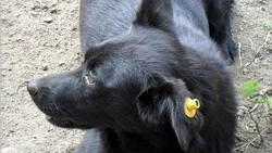 Собака бывает бродячей только от жизни собачьей…