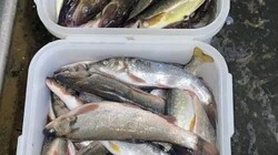На анивском городском рынке даром раздавали разнорыбицу