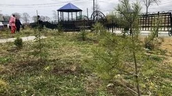 «Лес Победы» высадили в Успенском