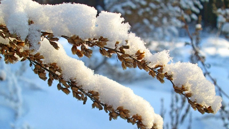 Какая погода ожидается на Сахалине и Курилах 16 февраля   