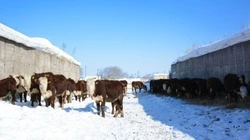 В районе будут строить убойный пункт для скота
