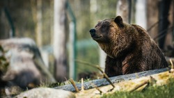 День медведя в России 2024: история и традиции праздника, народные поверья  