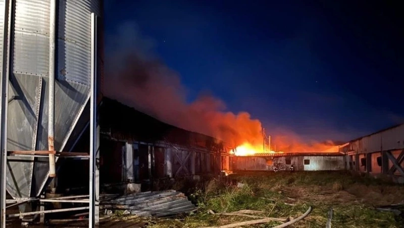 Почти 1500 свиней погибли при пожаре на свинокомплексе «Мерси-Агро» на Сахалине