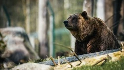 День медведя в России 2024: история и традиции праздника, народные поверья  