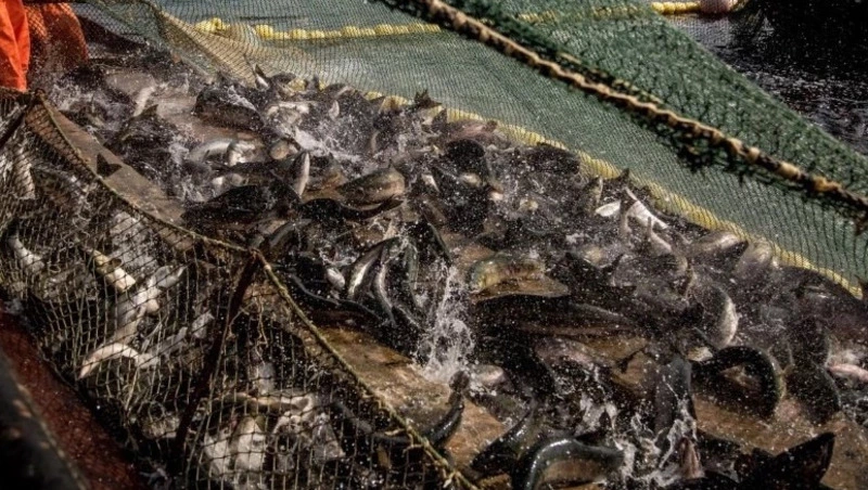 Сахалинские рыбопромышленники получили доступ к корейскому рынку