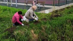 В Песчанском провели акцию по озеленению села