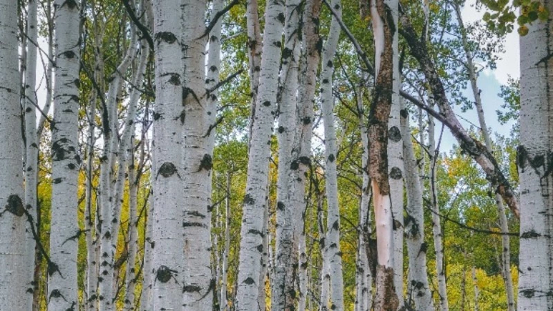 Народные приметы 11 мая 2024 года — что нельзя делать