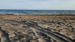 В заливе Анива можно купаться!
