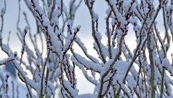 Местами снег и сильные морозы: погода в Сахалинской области 27 февраля 