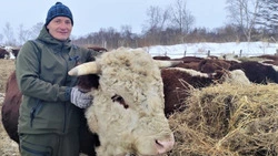 Хозяйство таранайского фермера пополнилось чипированной собакой