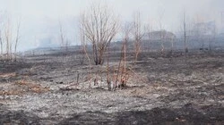Что доказал пожар за подвесным мостом через Лютогу?
