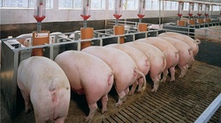 Свиной навоз стали разделять на дистиллированную воду и удобрения