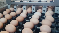Яйца от сахалинской птицефабрики начали поступать в продажу