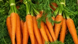 Морковные батончики: рецепт полезного перекуса, который удобно брать с собой      