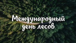 Международный день лесов 2025: красивые картинки к празднику 