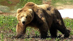 Даже при встрече с топтыгиным есть шанс выжить