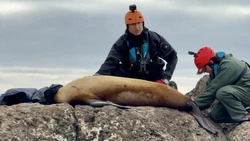 Неравнодушные жители спрашивают, как спасали сивуча