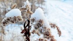 Небольшой снег и северный ветер ожидаются на Сахалине и Курилах 27 января