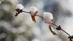 Прогноз погоды в Сахалинской области на 13 февраля: снег и плюсовые температуры 