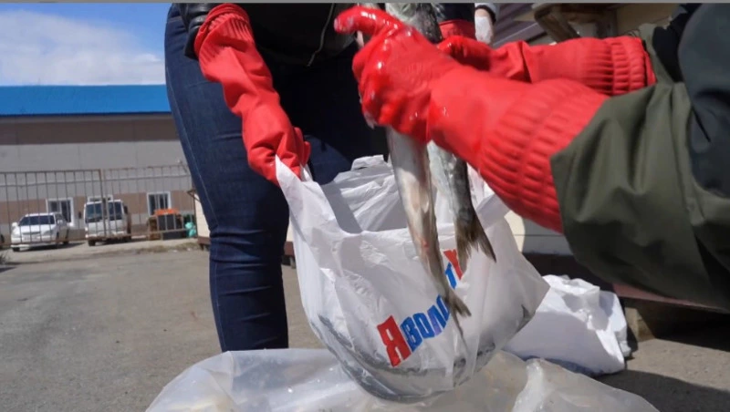 Аничан угостили свежей сельдью