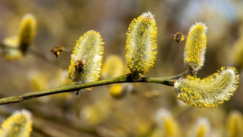 Народные приметы на 3 мая 2025: традиции, поверья, что нельзя делать в день Окликания предков 