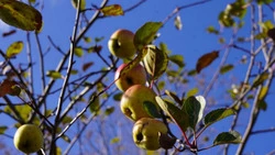 На бывшем полигоне ТБО в Аниве дала плоды яблоня