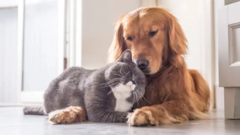 18 сахалинцев наказали из-за отсутствия обязательной регистрации у питомцев