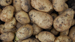 В сентябре в Анивском районе собрали более 1500 тонн картофеля