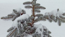 Народные приметы на 17 декабря 2024: традиции, поверья, что нельзя делать в Варварин день