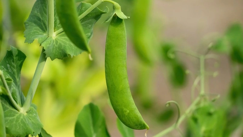 Народные приметы и поверья на 9 мая 2025 года: что нельзя делать на Глафиру Горошницу