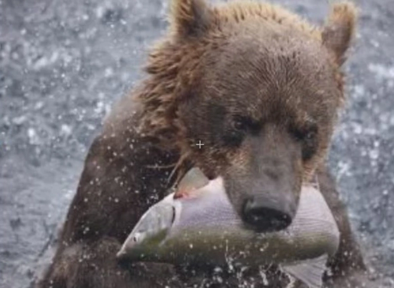 Медведи на безрыбье