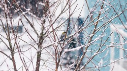 Осадки в виде снега и дождя пообещали синоптики в Сахалинской области 9 апреля        