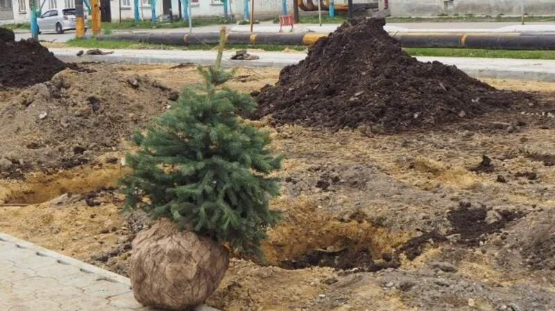 В анивских скверах сажают ёлочки и рябины