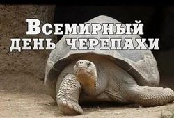 Всемирный день черепахи 2025: добрые и прикольные картинки 