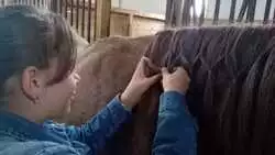 Лошадиная причёска «Колосочек» оказалась самой оригинальной