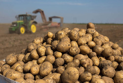Островные аграрии убирают урожай картофеля