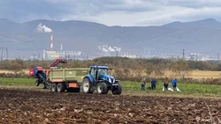 В Сахалинской области в разгаре сбор овощей «борщевого набора»