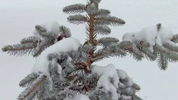 Народные приметы на 17 декабря 2024: традиции, поверья, что нельзя делать в Варварин день